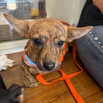 Ruth -  Corgi Dog for Adoption in Kingman, Arizona - Ruth | PetCurious