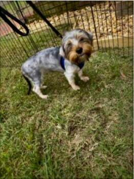 Murphy -  Yorkshire Terrier and Maltese Dog for Adoption in Norfolk, Virginia - Murphy | PetCurious