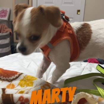 Rescue Chihuahua and Mixed Breed Dogs for Adoption in Venice, Florida - Marty F | PetCurious