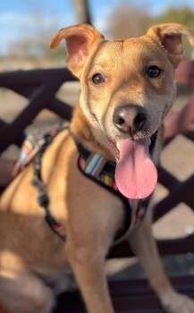 Rescue Labrador Retriever Dogs for Adoption in VERNON ROCKVL, Connecticut - Buddy | PetCurious