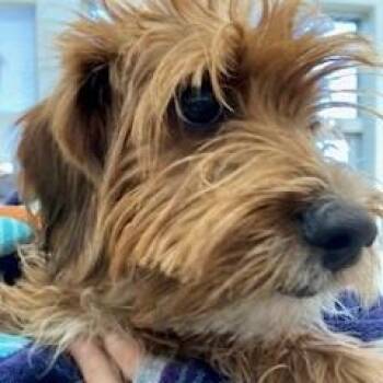 Mixed Breed Dogs Available for Adoption in York, Pennsylvania - YORK-Stray-15382 | PetCurious