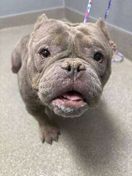 CINDY -  Pit Bull Terrier and Mixed Breed Dog for Adoption in Las Vegas, Nevada - CINDY | PetCurious