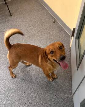 Gru -  Terrier Dog for Adoption in Covington, Virginia - Gru | PetCurious