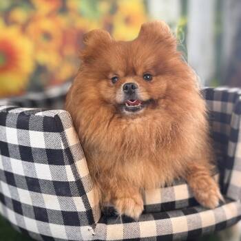 Maky -  Pomeranian Dog for Adoption in Garland, Texas - Maky | PetCurious