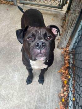 Orson -  Pit Bull Terrier Dog for Adoption in Chicago, Illinois - Orson | PetCurious