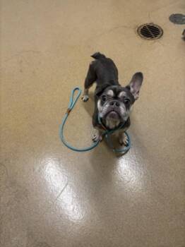 REMI -  French Bulldog Dog for Adoption in Hayward, California - REMI | PetCurious