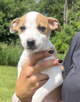 McGONAGALL -  Hound Dog for Adoption in Belmont, New York - McGONAGALL | PetCurious