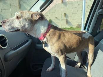 American Bulldog Dogs Available for Adoption in Lakeland, Florida - Nena | PetCurious