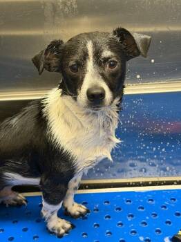 Mr Handsome Pants -  Rat Terrier and Chihuahua Dog for Adoption in Great Bend, Kansas - Mr Handsome Pants | PetCurious