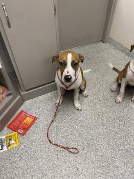 Pointer and Mixed Breed Dogs Available for Adoption - LINUS | PetCurious