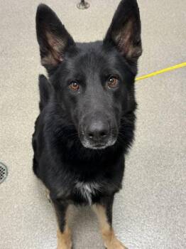 CHARMING -  German Shepherd Dog Dog for Adoption in Las Vegas, Nevada - CHARMING | PetCurious