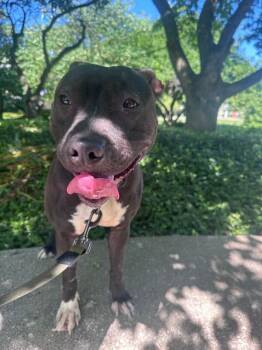 Karen -  Mixed Breed Dog for Adoption in Cincinnati, Ohio - Karen | PetCurious