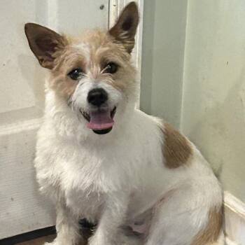 Scooter -  Cairn Terrier and Jack Russell Terrier Dog for Adoption in Rockville, Maryland - Scooter | PetCurious
