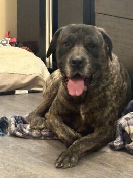 Cane Corso Dogs Available for Adoption in Webster, Texas - Ginger | PetCurious
