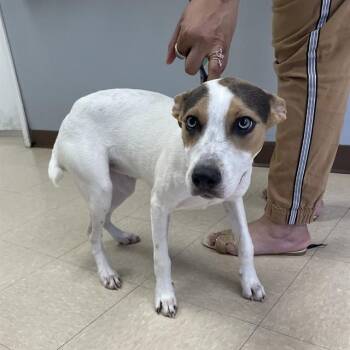 KASH -  Catahoula Leopard Dog and Mixed Breed Dog for Adoption in Killeen, Texas - KASH | PetCurious