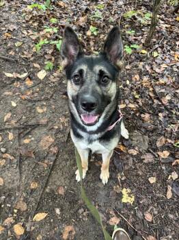 Lady Bird -  German Shepherd Dog Dog for Adoption in Kalamazoo, Michigan - Lady Bird | PetCurious