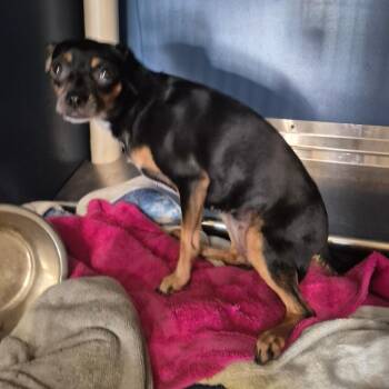 Liz -  Chihuahua Dog for Adoption in Yuma, Arizona - Liz | PetCurious