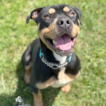 Django -  Rottweiler and Mixed Breed Dog for Adoption in Olean, New York - Django | PetCurious