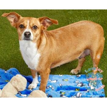 Rescue Beagle and Chihuahua Dogs for Adoption in Inglewood, California - Daisy | PetCurious
