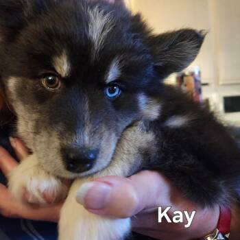 Pomeranian and Husky Dogs Available for Adoption - Kay | PetCurious