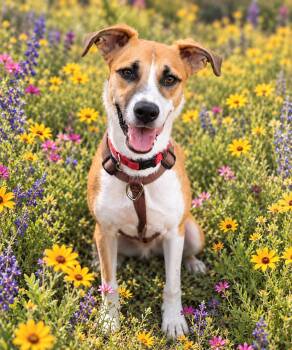 Nala -  Shepherd Dog for Adoption in Rollingwood, Texas - Nala | PetCurious