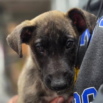 Bill -  Mixed Breed Dog for Adoption in Buellton, California - Bill | PetCurious