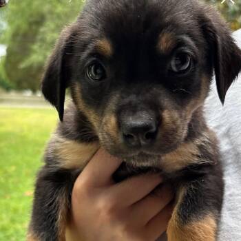 Hound Dogs Available for Adoption in Richmond, Virginia - Zion | PetCurious