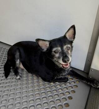 ELMER -  Chihuahua Dog for Adoption in San Bernardino, California - ELMER | PetCurious