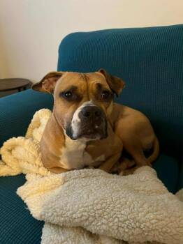 Rescue Boxer Dogs for Adoption in Trinity, North Carolina - Kiana | PetCurious