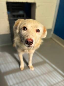 HAKU -  Australian Shepherd and Mixed Breed Dog for Adoption in Visalia, California - HAKU | PetCurious