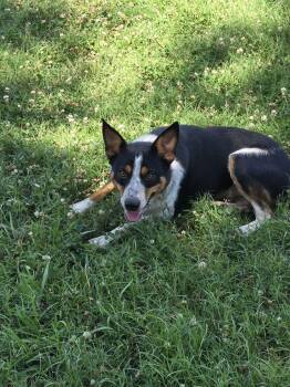 Twin -  Australian Cattle Dog Blue Heeler and Border Collie Dog for Adoption in Raymond, Mississippi - Twin | PetCurious
