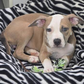 Madi -  Pit Bull Terrier and Mixed Breed Dog for Adoption in Holton, Kansas - Madi | PetCurious