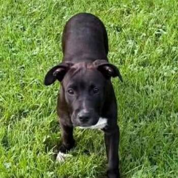 Beans -  Pit Bull Terrier Dog for Adoption in New Tazewell, Tennessee - Beans | PetCurious