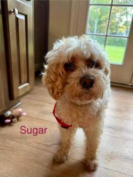 SUGAR -  Cocker Spaniel and Poodle Dog for Adoption in Madisonville, Louisiana - SUGAR | PetCurious