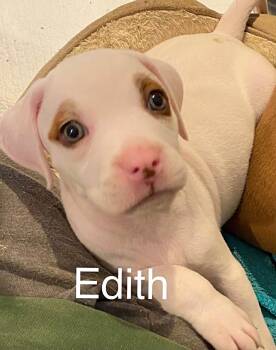 Edith -  Pit Bull Terrier Dog for Adoption in Newport, Kentucky - Edith | PetCurious