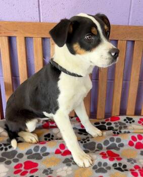 Australian Shepherd Dogs Available for Adoption - **JAKE** | PetCurious