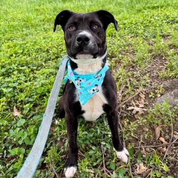 SAMPSON -  Pit Bull Terrier and Labrador Retriever Dog Available for Adoption in St. Louis, Missouri - SAMPSON | PetCurious
