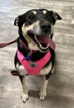 Macey -  Shepherd and Terrier Dog for Adoption in Ellijay, Georgia - Macey | PetCurious