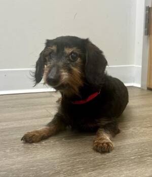 Dachshund and Yorkshire Terrier Dogs Available for Adoption in Annapolis, Maryland - Chloe (with Chelsea And Morgan) | PetCurious