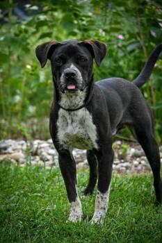 Rescue Pointer and Mixed Breed Dogs for Adoption in Lagrange, Indiana - Jordan | PetCurious