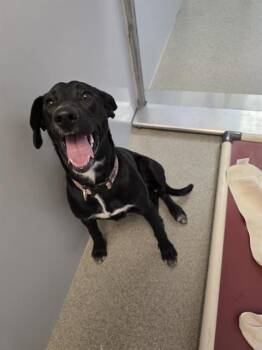 TROUBLE -  Labrador Retriever Dog for Adoption in West Valley City, Utah - TROUBLE | PetCurious