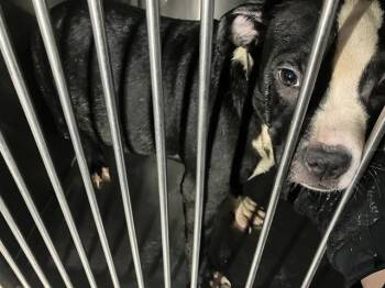 Mixed Breed Dogs Available for Adoption - DAPHNE | PetCurious