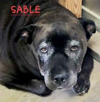 Sable -  Bulldog Dog for Adoption in Homestead, Florida - Sable | PetCurious