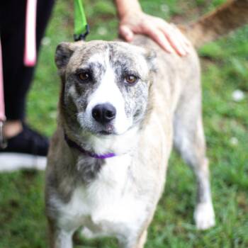 Lady 22531 -  Mountain Cur and Mixed Breed Dog for Adoption in Cumming, Georgia - Lady 22531 | PetCurious