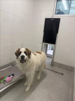 THUNDER -  Saint Bernard Dog for Adoption in Loveland, Colorado - THUNDER | PetCurious