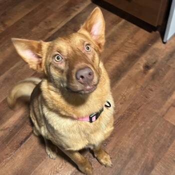Foxy -  Mixed Breed Dog for Adoption in Pulaski, Tennessee - Foxy | PetCurious