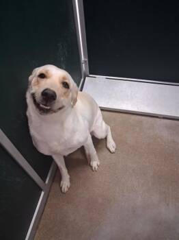 FIREFLY -  Labrador Retriever and Mixed Breed Dog for Adoption in Killeen, Texas - FIREFLY | PetCurious