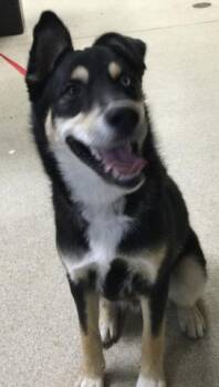 German Shepherd Dog Dogs Available for Adoption in Riverside, California - BUBS | PetCurious