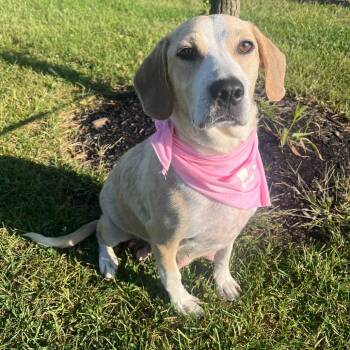 Rescue Mixed Breed Dogs for Adoption - Calibri | PetCurious