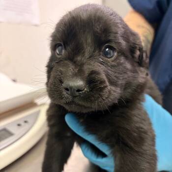 Mixed Breed Dogs Available for Adoption - Bangtan | PetCurious